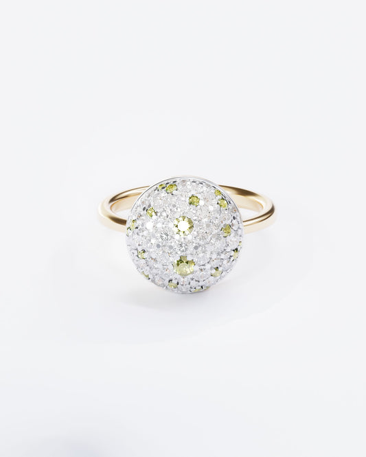 Gold Ring Mimosa