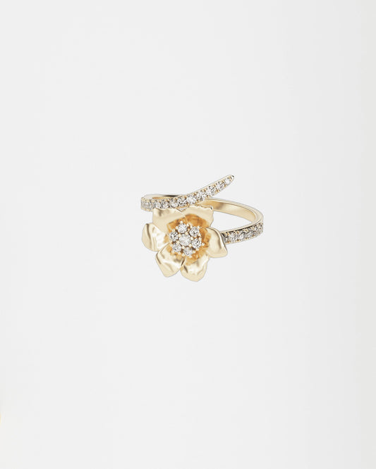 Gold Ring Anemone