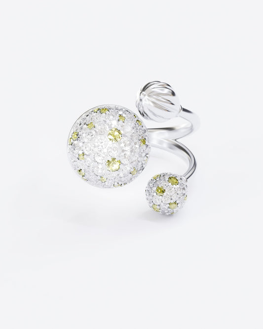 Gold Ring Mimosa
