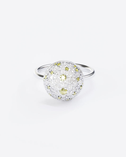 Gold Ring Mimosa
