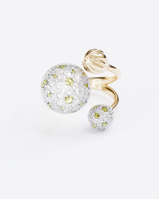 Gold Ring Mimosa