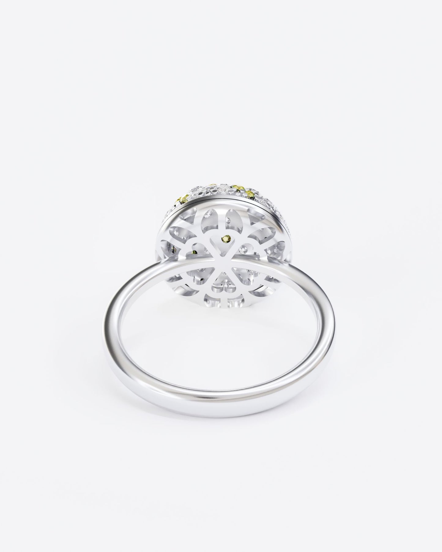 Gold Ring Mimosa