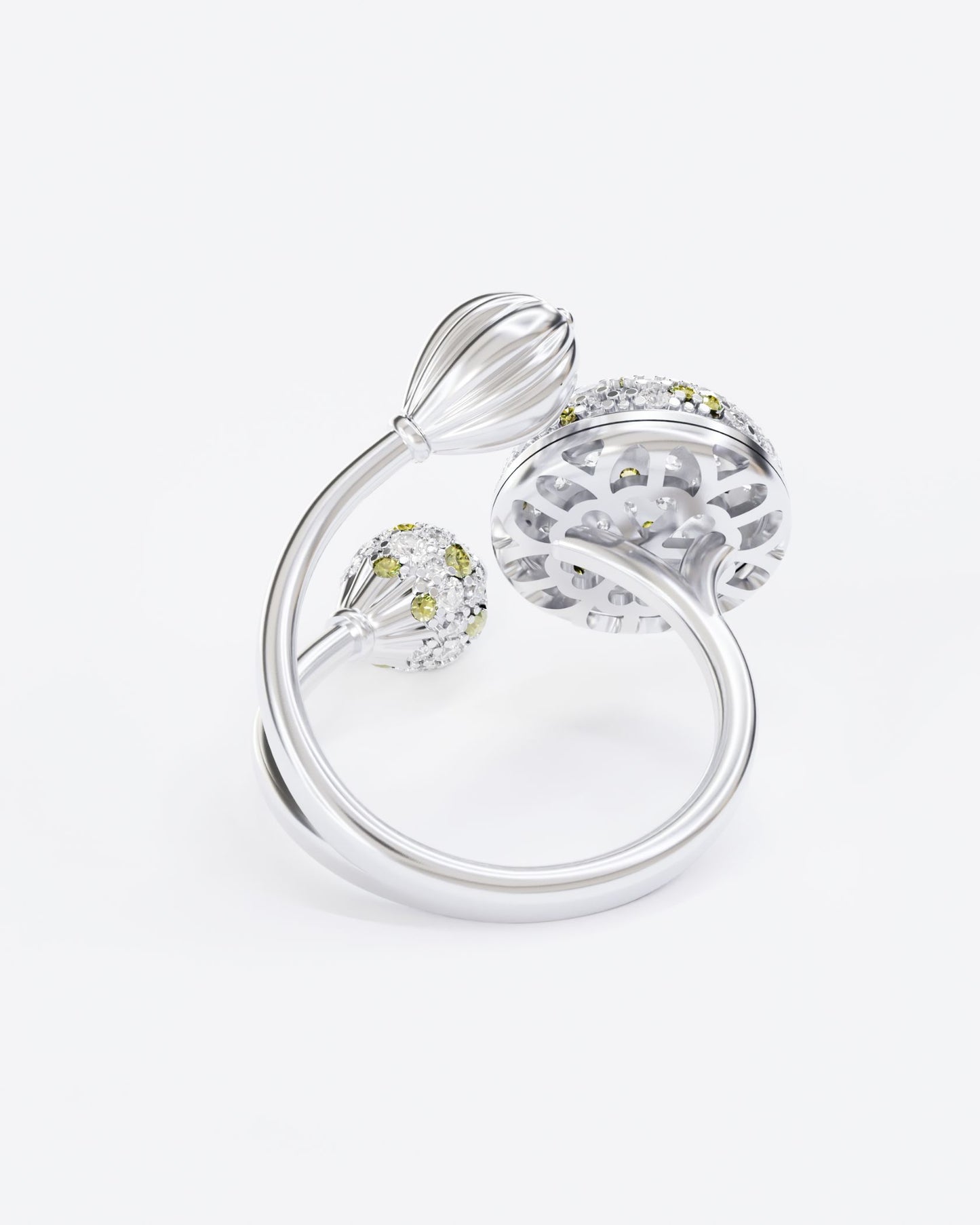 Gold Ring Mimosa